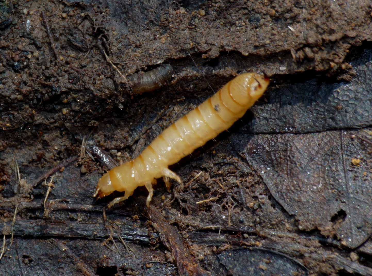 Larva di tenebrionidae